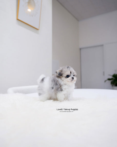 Teacup Maltipom Female [Raya]