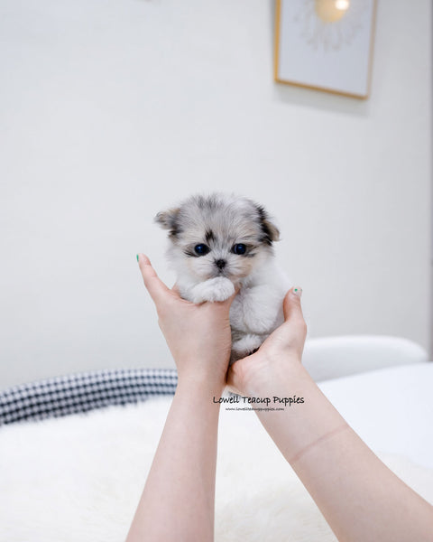 Teacup Maltipom Female [Raya]