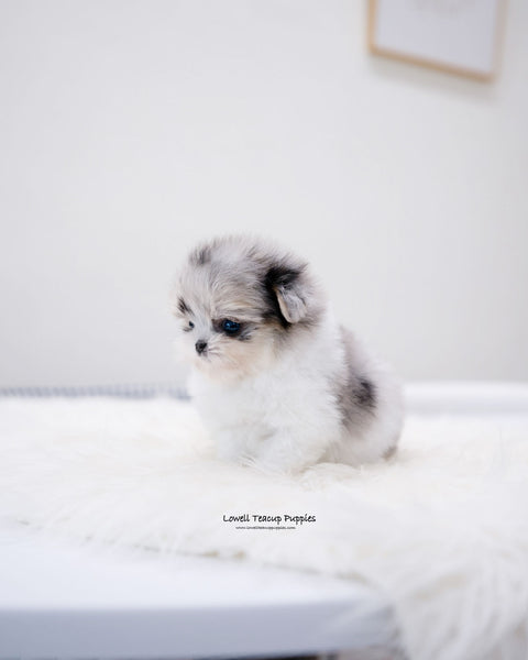 Teacup Maltipom Female [Raya]