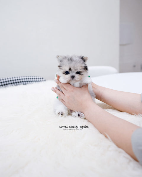 Teacup Maltipom Female [Raya]