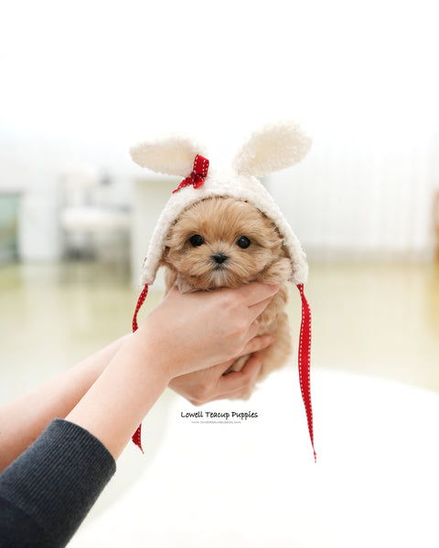 Teacup Maltipoo Male [Popcorn]