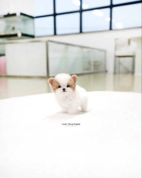 Teacup Maltipoo Female [Loewe]
