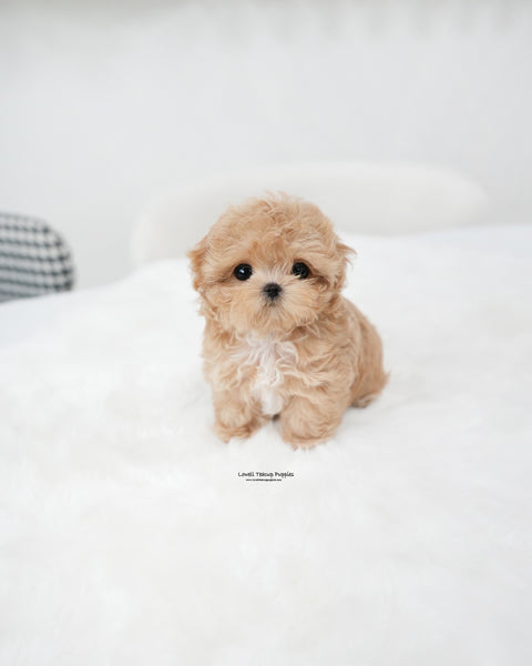 Teacup Maltipoo Female [Ebony]