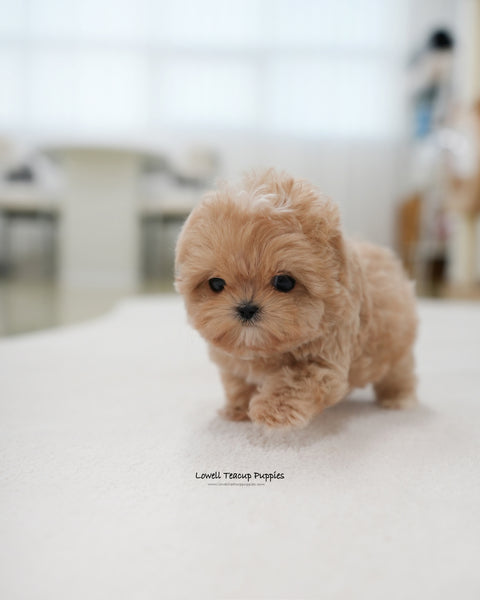 Teacup Maltipoo Male [Popcorn]