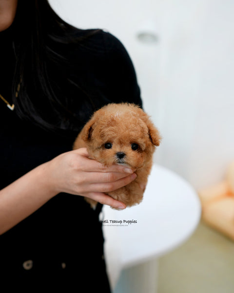 Teacup Maltipoo Male [Bao]