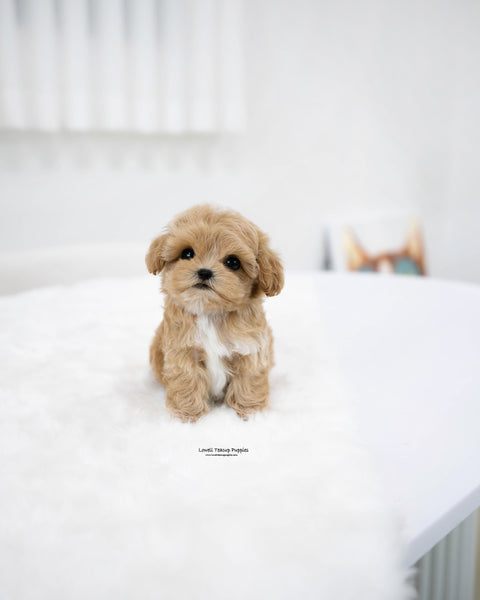 Teacup Maltipoo Male [Rory]