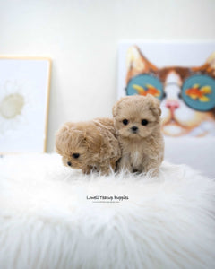 Teacup Maltipoo Male [Wayne]