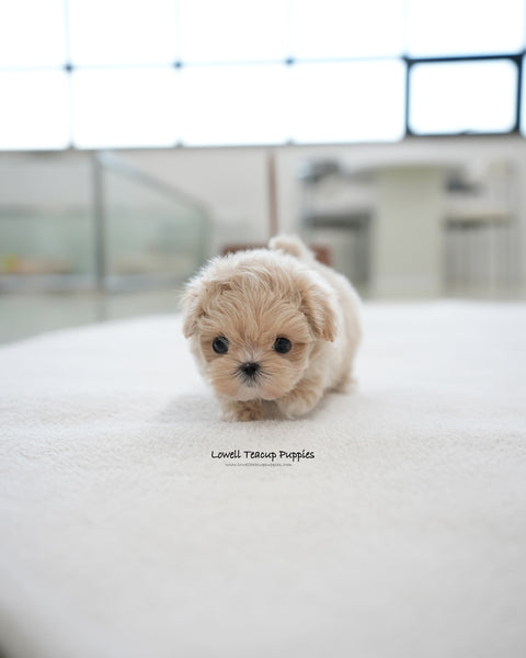 Teacup Maltipoo Male [Oscar]