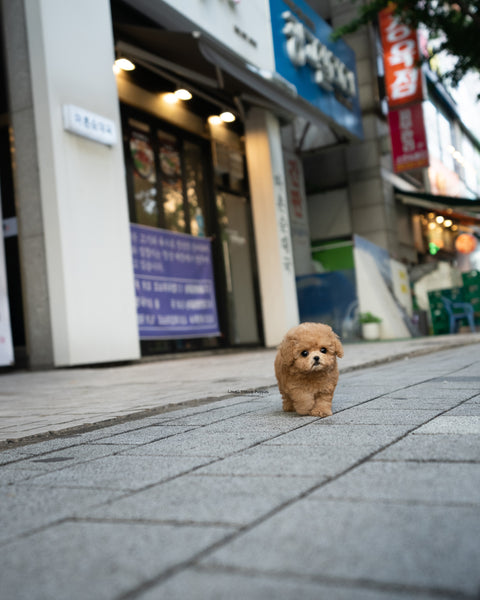 Teacup Maltipoo Male [Dolly]