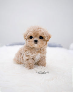Teacup Maltipoo Female [Della]