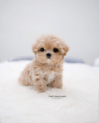 Teacup Maltipoo Female [Della]