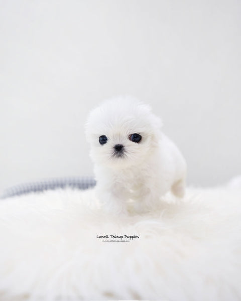 Teacup Maltese Female [Ria]