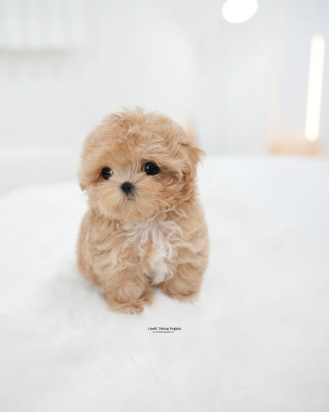 Teacup Maltipoo Female [Ebony]