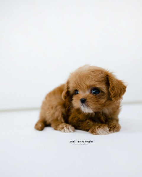 Teacup Maltipoo Male [Cole]