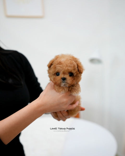 Teacup Maltipoo Male [Bao]