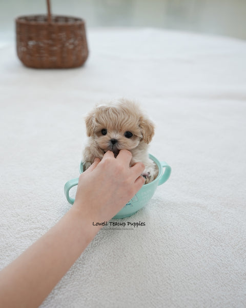Teacup Maltipoo Male [Oscar]