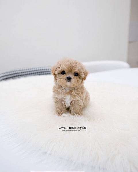 Teacup Maltipoo Female [Della]