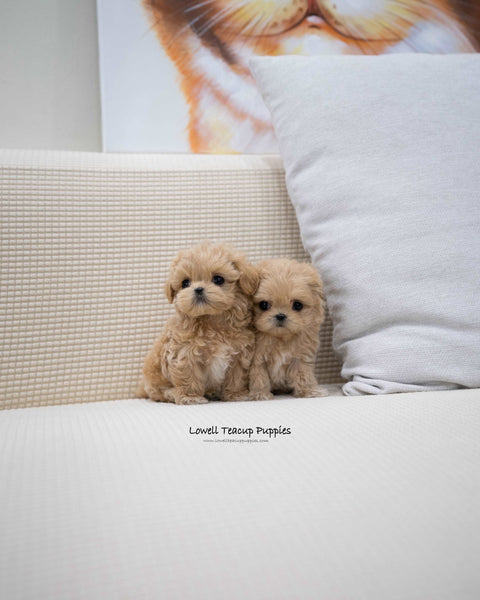 Teacup Maltipoo Male [Wayne]