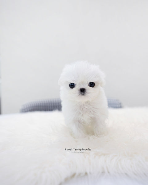Teacup Maltese Female [Ria]