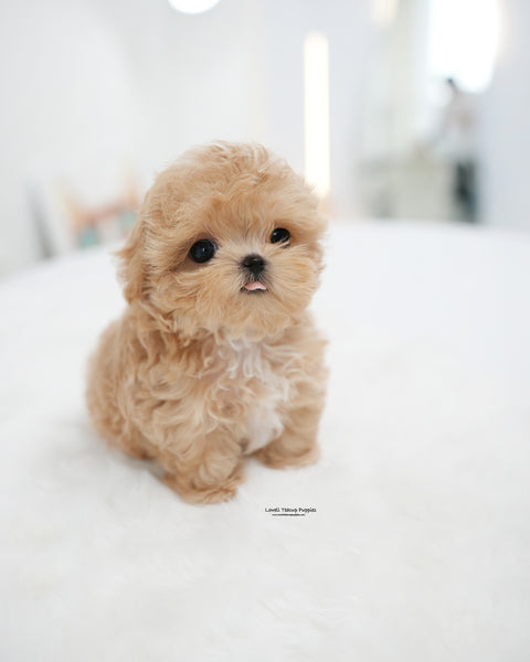 Teacup Maltipoo Female [Ebony]