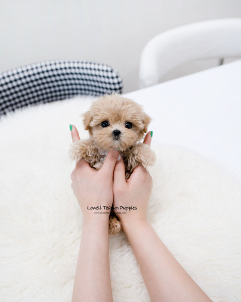 Teacup Maltipoo Female [Della]