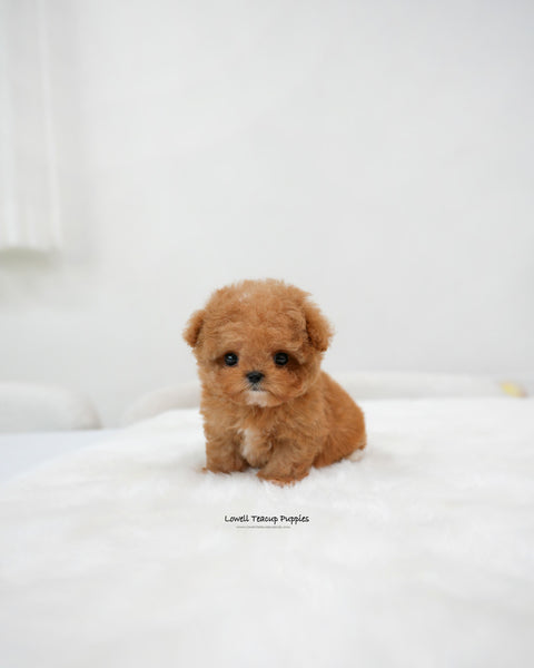 Teacup Maltipoo Male [Bao]