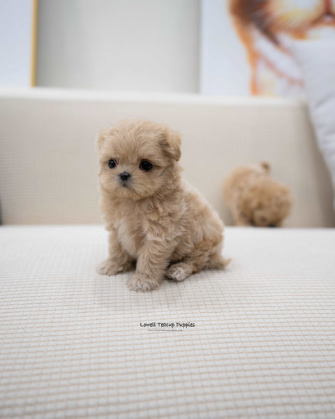 Teacup Maltipoo Male [Wayne]