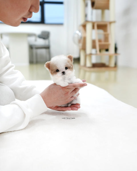 Teacup Maltipoo Female [Loewe]