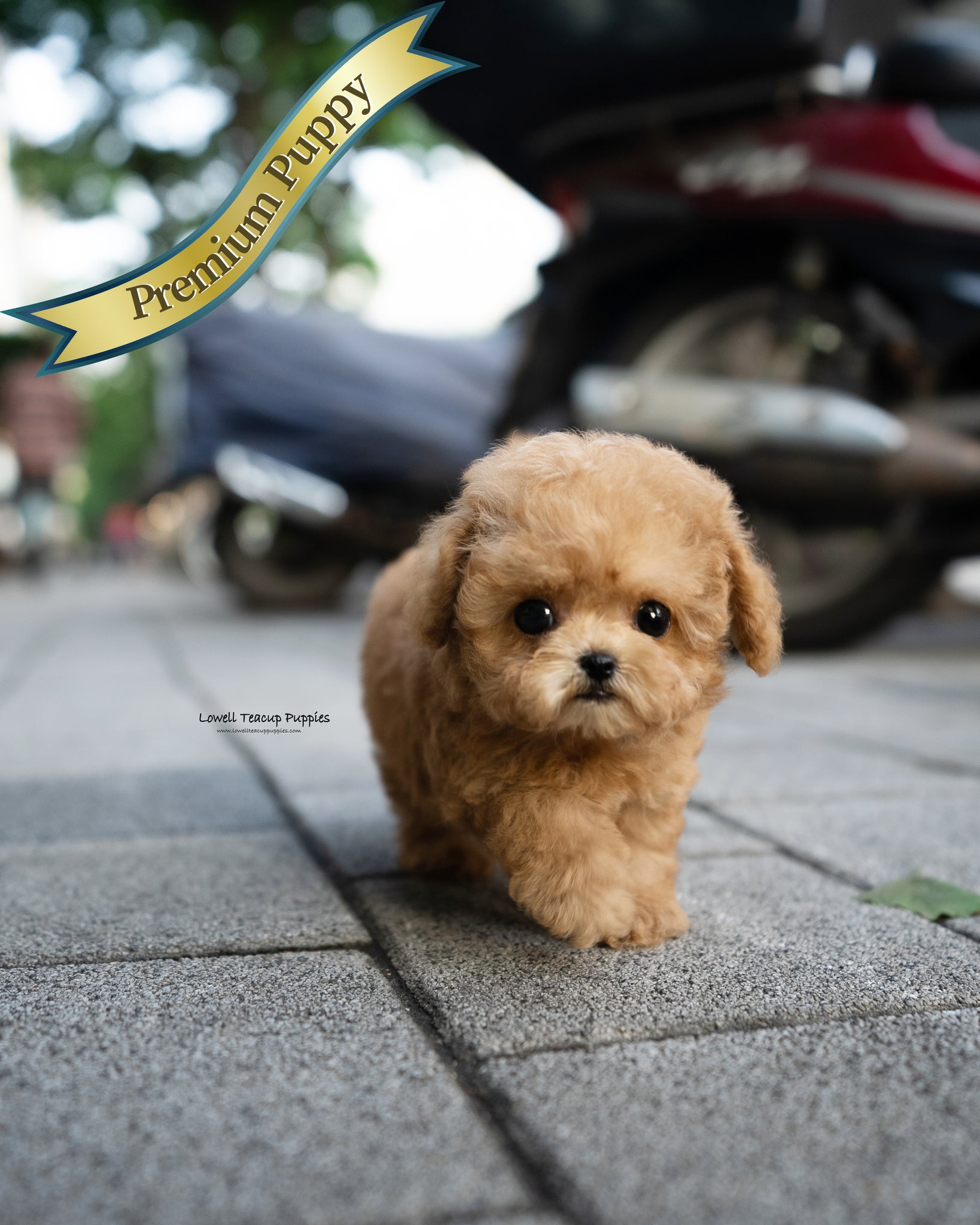 Teacup Maltipoo Male [Dolly]