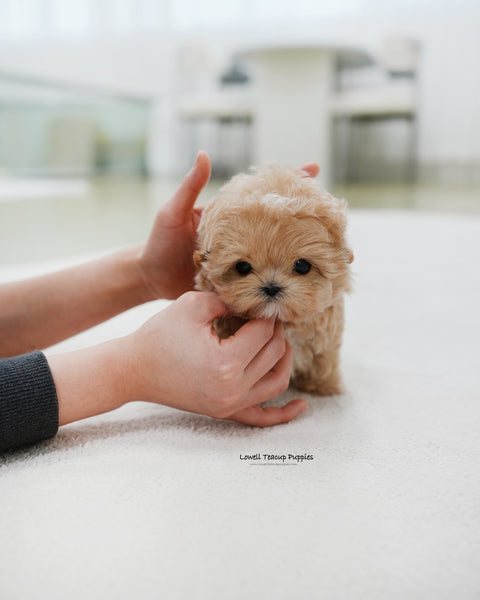 Teacup Maltipoo Male [Popcorn]