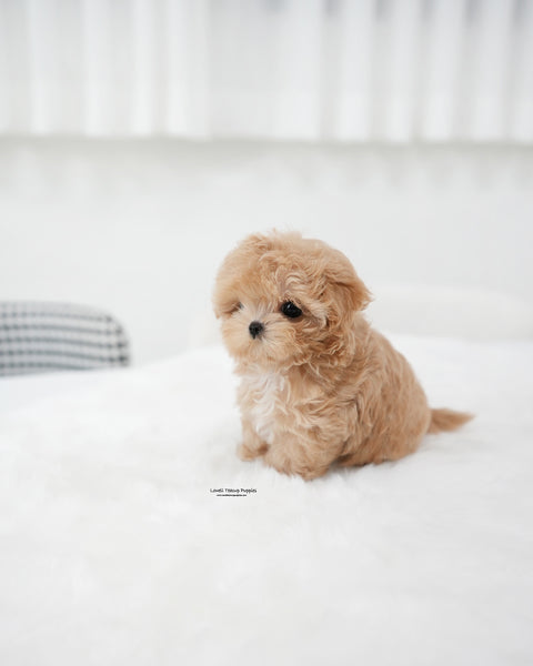 Teacup Maltipoo Female [Ebony]