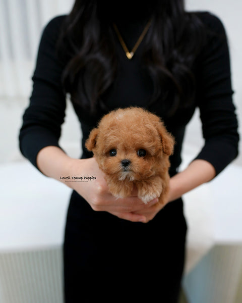 Teacup Maltipoo Male [Bao]