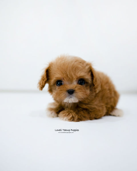 Teacup Maltipoo Male [Cole]