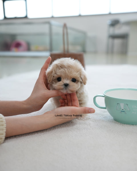 Teacup Maltipoo Male [Oscar]