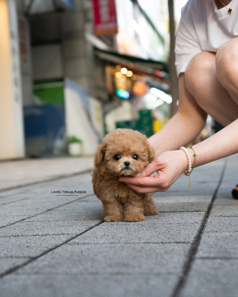 Teacup Maltipoo Male [Dolly]