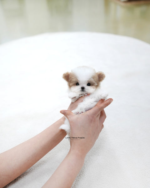 Teacup Maltipoo Female [Loewe]