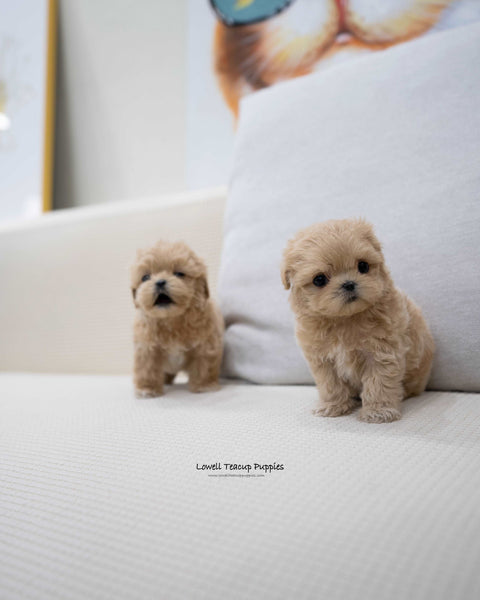 Teacup Maltipoo Male [Wayne]