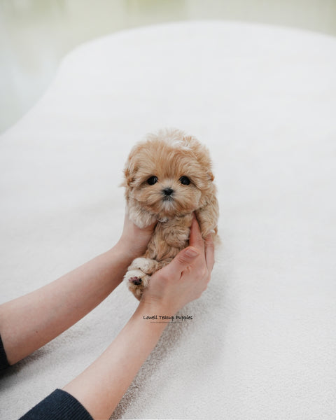 Teacup Maltipoo Male [Popcorn]
