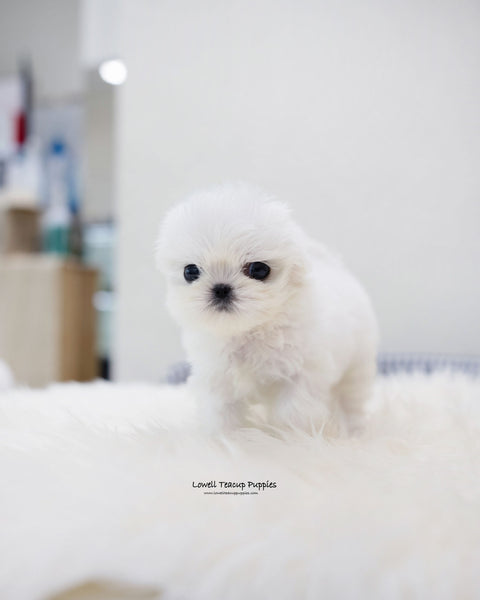 Teacup Maltese Female [Ria]