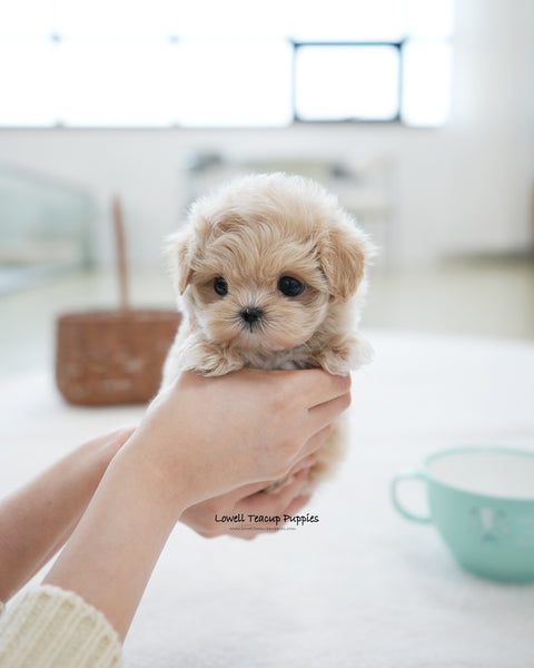 Teacup Maltipoo Male [Oscar]