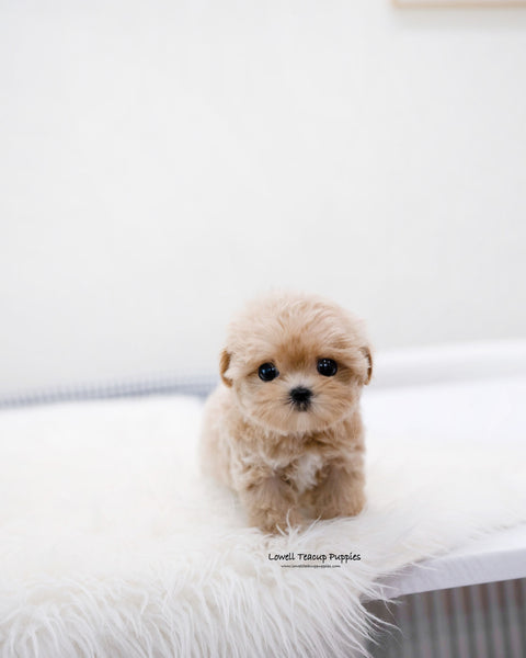 Teacup Maltipoo Female [Della]