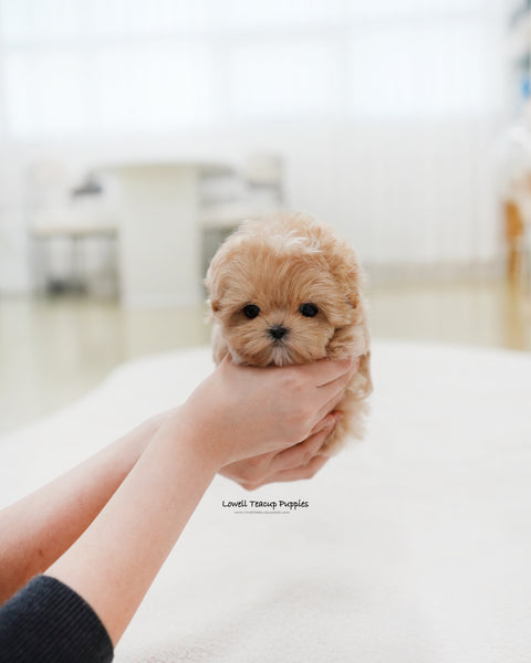 Teacup Maltipoo Male [Popcorn]