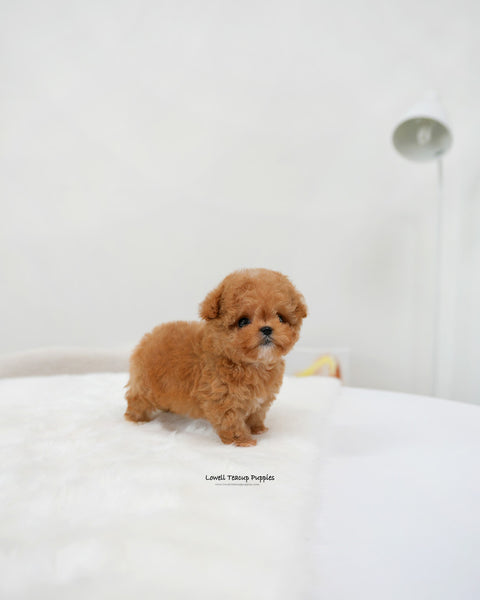 Teacup Maltipoo Male [Bao]