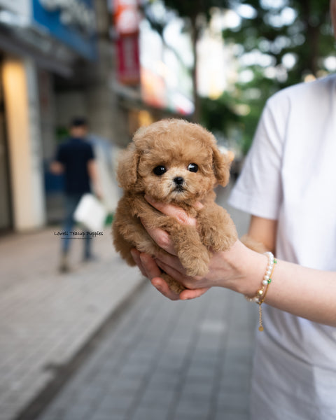 Teacup Maltipoo Male [Dolly]