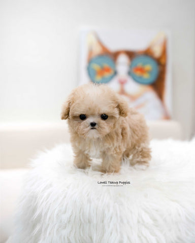 Teacup Maltipoo Female [Fay]