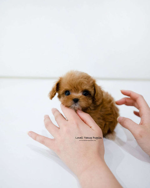 Teacup Maltipoo Male [Cole]