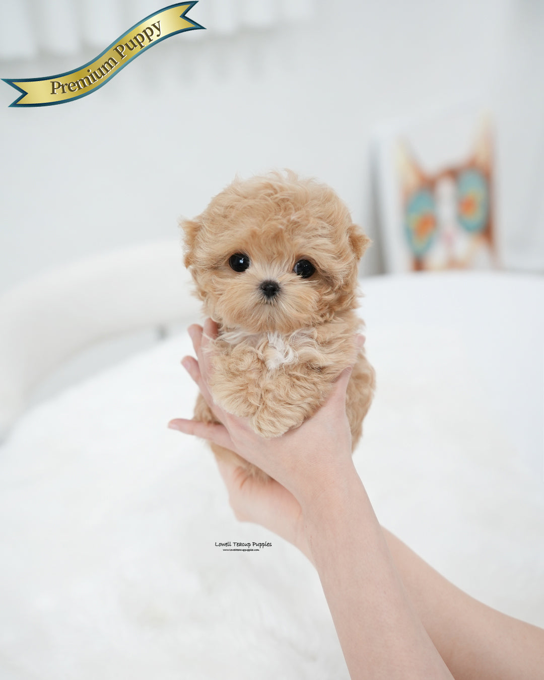 Teacup Maltipoo Female [Ebony]