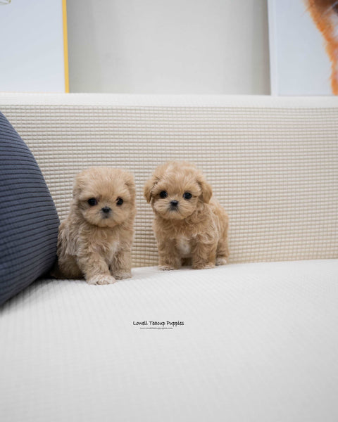 Teacup Maltipoo Male [Wayne]