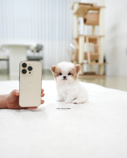 Teacup Maltipoo Female [Loewe]
