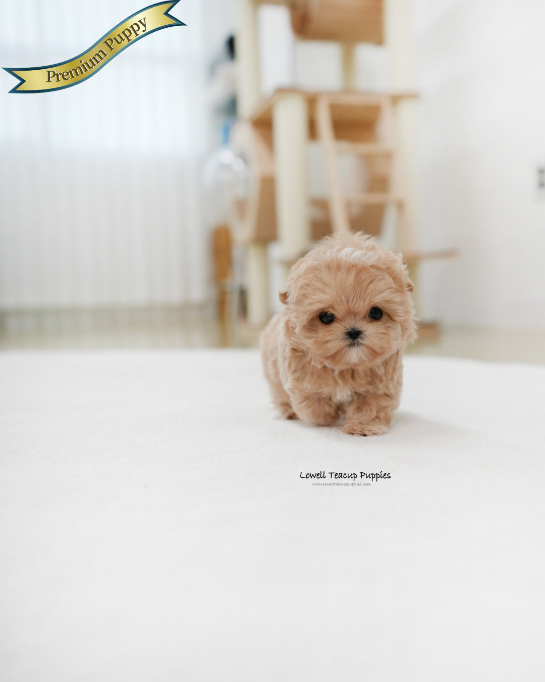 Teacup Maltipoo Male [Popcorn]